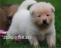 АКИТА Американска -развъдник WWW.DOGKENNELBG.COM продава кученца внос от Русия-Молдова, от родословно потекло, с татуировка, Евро-паспорт,...