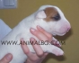 БУЛТЕРИЕР стандартен, тегло в зряла възраст 25-34кг. -развъдник за кучета WWW.DOGKENNELBG.COM продава кученца внос от Чехия, от родословно потекло,...