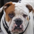 Старо Английски Булдог, рядко срещана порода -развъдник за кучета WWW.DOGKENNELBG.COM продава кученца внос от Унгария, от родословно потекло, с...