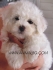 болонка Френска Бишон Фризе -развъдник за кучета WWW.DOGKENNELBG.COM продава кученца внос от Унгария, от родословно потекло, с татуировка,...