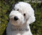 БОБТЕЙЛ (СтароАнглийска Овчарка) -развъдник за кучета WWW.DOGKENNELBG.COM продава кученца внос от Унгария, от родословно потекло, с татуировка,...