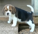 БИГЪЛ стандартен за лов (Английски ХАРИЕР), тегло в зряла възраст около 19 кг. -развъдник за кучета WWW.DOGKENNELBG.COM продава кученца внос от...