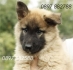 Белгийска Овчарка Тервюрен -развъдник за кучета WWW.DOGKENNELBG.COM продава кученца на 2 месеца внос от Словакия, от родословно потекло, с...