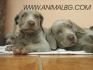 ВАЙМАРАНЕР (Ваймарски Птичар) -развъдник за кучета WWW.DOGKENNELBG.COM продава на 65 дни внос от Сърбия, от родословно потекло, с татуировка,...