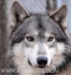 ВЪЛК хибрид с куче ЛАЙКА за лов Вълкашини--75% ДИВ ВЪЛК (баща ВЪЛК хибрид с майка полу-ВЪЛК кръстосана с куче ЛАЙКА) -развъдник WWW.DOGKENNELBG.COM...