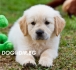 ГОЛДЪН РЕТРИВЪР с цвят златист и бял -развъдник за кучета WWW.DOGKENNELBG.COM продава дългокосмести кученца на 2 месеца внос от Словакия, от...