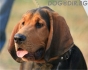 ГОНЧЕ Полско ловно -развъдник за кучета WWW.DOGKENNELBG.COM продава кученца внос от Сърбия, на 2 мес. с Евро-паспорт, имунизации, микро-чип, от...