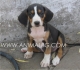 ГОНЧЕ Сръбско Ловно (Балканско трицветно Гонче) -развъдник за кучета WWW.DOGKENNELBG.COM продава на 2 месеца внос от Сърбия, от родословно потекло,...