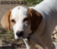 Ловно Гонче Сръбско Истърско -развъдник за кучета WWW.DOGKENNELBG.COM продава на кученца на 50 дни внос от Сърбия, от родословно потекло, с...