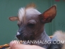 Китайско Голо Качулато Куче -развъдник за кучета WWW.DOGKENNELBG.COM продава кученца внос от Словакия, от родословно потекло, с татуировка,...