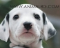 Далматинец (Далматинско Гонче) -развъдник за кучета WWW.DOGKENNELBG.COM продава кученца внос от Унгария, от родословно потекло, с татуировка,...