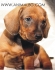 ДАКЕЛ стандартен, късокосмест (гладкокосмест) -развъдник за кучета WWW.DOGKENNELBG.COM продава кученца внос от Словакия, от родословно потекло, с...