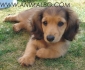мини Дакел дългокосмест, тегло в зряла възраст 3-4кг. -развъдник за кучета WWW.DOGKENNELBG.COM продава кученца внос от Русия-Молдова, от родословно...