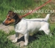 ДЖАК РЪСЕЛ ТЕРИЕР гладко-космест ДЕКОРАТИВЕН, височина 18-25см. -развъдник за кучета WWW.DOGKENNELBG.COM продава кученца внос от Русия-Молдова, от...