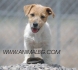 грубо-космест Джак Ръсел Териер -развъдник за кучета WWW.DOGKENNELBG.COM продава кученца внос от Словакия, от родословно потекло, с татуировка,...