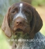 ДРАТХАР Немски, твърдокосмест -развъдник за кучета WWW.DOGKENNELBG.COM продава кученца на 60 дни внос от Сърбия, от родословно потекло, с...