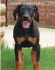 ДОБЕРМАН -развъдник за кучетащ WWW.DOGKENNELBG.COM продава кученца внос от Чехия, от родословно потекло, с татуировка, Евро-паспорт, имунизации,...