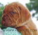 ДОГ от БОРДО (Френски Мастиф) -развъдник за кучета WWW.DOGKENNELBG.COM продава кученца внос от Словакия, от родословно потекло, с татуировка,...