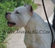 ДОГО  АРЖЕНТИНО -развъдник за кучета WWW.DOGKENNELBG.COM продава кученца на 85дни внос от Унгария, с татуировка, имунизации, Евро-паспорт,...