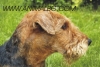 Ердел Териер (Кръвоследник Бинглей) -развъдник за кучета WWW.DOGKENNELBG.COM продава кученца внос от Чехия, от родословно потекло, с татуировка,...