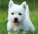 МИНИ породa Западно Хайландски Териер (Уест Хайленд бял Териер) -развъдник за кучета WWW.DOGKENNELBG.COM продава кученца внос от Словакия, от...
