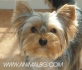 МИНИ  Йоркширски Териер  (мини - мини - височина 20см. в зряла възраст и тегло около 2,2 кг.) -развъдник за кучета WWW.DOGKENNELBG.COM продава...