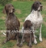 Германски КУРЦХАР (Немски Брак) -развъдник за кучета WWW.DOGKENNELBG.COM продава кученца внос от Сърбия, от родословно потекло, с татуировка,...