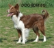 Бордър КОЛИ Английско -развъдник за кучета WWW.DOGKENNELBG.COM продава кученца на 2 месеца внос от Унгария, от родословно потекло, с татуировка,...