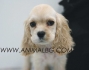 КОКЕР  ШПАНЬОЛ  Английски -развъдник за кучета WWW.DOGKENNELBG.COM продава кученца на 85 дни, внос от Словакия, от родословно потекло, с...