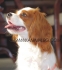 мини Кавалер Кинг Чарлс Спаньол (миниатюрен размер, тегло в зряла възраст около 5кг., височина 30см.) -развъдник за кучета WWW.DOGKENNELBG.COM...