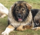 КАВКАЗКА ОВЧАРКА Руска -развъдник за кучета WWW.DOGKENNELBG.COM продава кученца внос от Русия-Молдова, от родословно потекло, с татуировка,...
