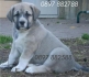 КАНГАЛ (Турски Карабаш) -развъдник за кучета WWW.DOGKENNELBG.COM продава кученца на 2мес. внос от Унгария, от родословно потекло, с татуировка,...