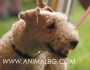 Лейкланд Териер -развъдник за кучета WWW.DOGKENNELBG.COM продава кученца внос от Словакия, от родословно потекло, с татуировка, Евро-паспорт,...