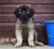 Планинска порода ЛеонБергер -развъдник за кучета WWW.DOGKENNELBG.COM продава кученца на 2,5 месеца внос от Унгария, от родословно потекло, с...