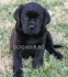 ЧЕРЕН цвят ЛАБРАДОР Ретривър късокосмест -развъдник за кучета WWW.DOGKENNELBG.COM продава кученца внос от Словакия, от родословно потекло, с...