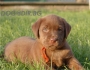 ЛАБРАДОР Ретривър с ШОКОЛАДОВ цвят (рядко срещана окраска) късокосмест -развъдник за кучета WWW.DOGKENNELBG.COM продава кученца внос от Словакия,...
