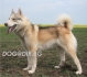 Лайка Източно Сибирска с цвят сив -развъдник за кучета WWW.DOGKENNELBG.COM продава кученца нa 40 дни внос от Чехия, от родословно потекло, с...