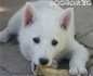 ЛАЙКА Западно Сибирска с цвят БЯЛ -развъдник за кучета WWW.DOGKENNELBG.COM продава кученца на 2,5 мес. внос от Чехия, от родословно потекло, с...