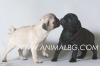МОПС, цвят златист -развъдник за кучета WWW.DOGKENNELBG.COM продава кученца внос от Чехия, от родословно потекло, с татуировка, Евро-паспорт,...