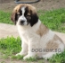 МОСКОВСКА СТРАЖЕВАЯ -развъдник за кучета WWW.DOGKENNELBG.COM продава кученца внос от Русия-Молдова, от родословно потекло, с татуировка,...