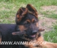 НЕМСКА ОВЧАРКА стандартна -развъдник за кучета WWW.DOGKENNELBG.COM продава кученца внос от Сърбия, от родословно потекло, с татуировка,...