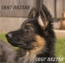 дългокосместа НЕМСКА ОВЧАРКА -развъдник за кучета WWW.DOGKENNELBG.COM продава кученца внос от Сърбия, от родословно потекло, с татуировка,...
