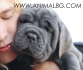 Неаполитански Мастиф -развъдник за кучета WWW.DOGKENNELBG.COM продава кученца внос от Словакия, от родословно потекло, с татуировка, Евро-паспорт,...