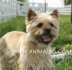 Норич Териер (миниатюрно бижу) -развъдник за кучета WWW.DOGKENNELBG.COM продава кученца внос от Унгария, от родословно потекло, с татуировка,...