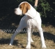 Английски ПОЙНТЕР -развъдник за кучета WWW.DOGKENNELBG.COM продава кученца на 85дни внос от Сърбия, от родословно потекло, с татуировка,...