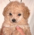 ПУДЕЛ - мини - мини - Френски (височина 23-33см. в зряла възраст) -развъдник за кучета WWW.DOGKENNELBG.COM продава кученца на 2 мес. внос от...
