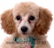 Кралски Пудел (Голям Френски Пудел, височина 50-60см.) -развъдник за кучета WWW.DOGKENNELBG.COM продава кученца на 2,5 мес. внос от Чехия, от...