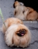 миниатюрен ПЕКИНЕЗ (тегло в зряла възраст около 2 кг.) -развъдник за кучета WWW.DOGKENNELBG.COM продава кученца на 2 месеца внос от Русия-Молдова,...