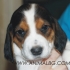 Руска ПЕГАЯ (петнисто Ловно Гонче ПЕГАЙ) -развъдник за кучета WWW.DOGKENNELBG.COM продава кученца внос от Русия-Молдова, от родословно потекло, с...