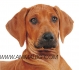 Родезийски Риджбек -развъдник за кучета WWW.DOGKENNELBG.COM продава кученца внос от Унгария, от родословно потекло, с татуировка, Евро-паспорт,...